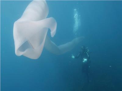 العثور على مخلوق نادر هائل الحجم في أعماق البحار| فيديو 
