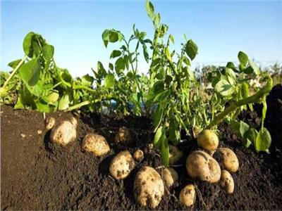 إنتاج نوع جديد من البطاطس لمواجهة تغير المناخ