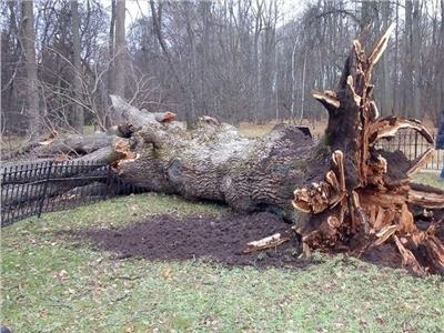 إعصار يقتلع شجرة بلوط من جذورها زرعها كاتب روسي في القرن الـ19