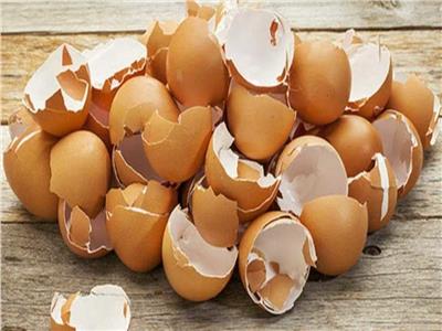 كيف يساعد قشر البيض الأسنان على النمو من جديد؟.. دراسة علمية تجيب 