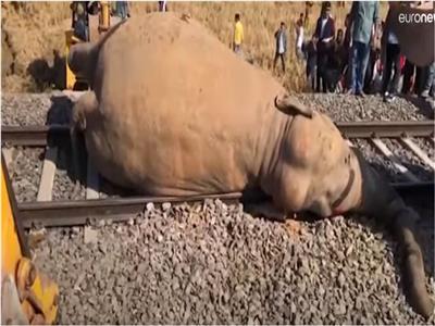 لحظة اصطدام قطار بـ«فيلين» في الهند| فيديو