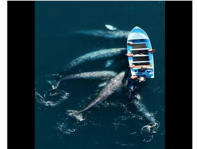 سرب من الحيتان يحاصر قارب بدافع الفضول| فيديو 