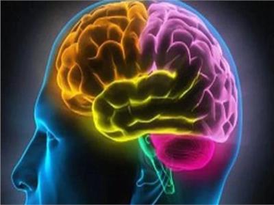 علماء يحفظون شريحة من مخ إنسان حية 12 ساعة