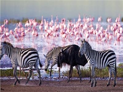 بحيرة ناكورو الكينية.. موطن 13 نوعًا من الطيور المهددة بالإنقراض      