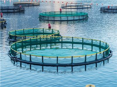 إنشاء مجمع مصانع نرويجية لاستزراع الأسماك بتقنية عالية الجودة بقناة السويس   