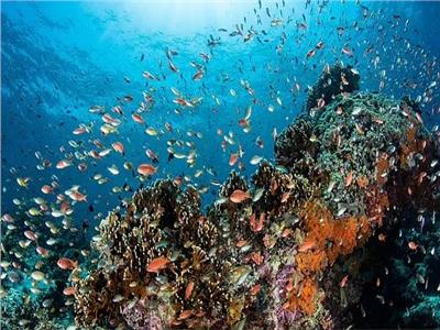 الشعاب المرجانية..اذهلت العلماء بتسجيل أغنيات الأسماك لأول مرة في إندونيسيا