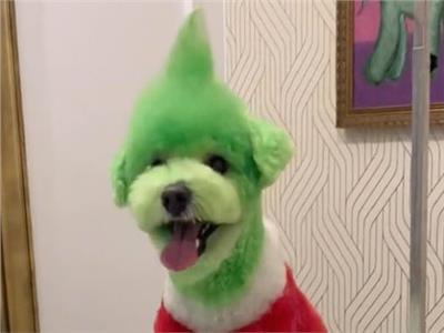 احتفالاً بعيد الميلاد.. مربية تصبغ شعر كلبها «الجرو» باللون الأخضر | صور  