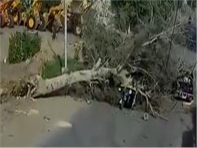فيديو.. لحظة سقوط شجرة عملاقة على توكتوك في الغربية