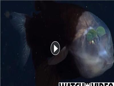 البرميل.. سمكة «فضائية» برأس شفافة تعيش في أعماق البحار| صور  