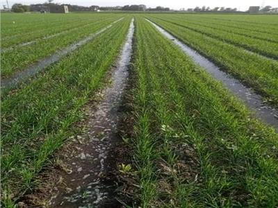 «الزراعة»: توصيات هامة لمكافحة الحشائش في محصول القمح