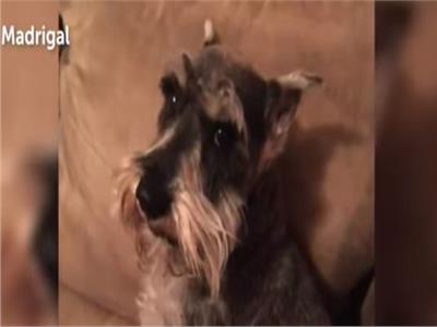 بعد عامين من البحث ..عائلة أمريكية تعثر على كلبها المفقود |فيديو  