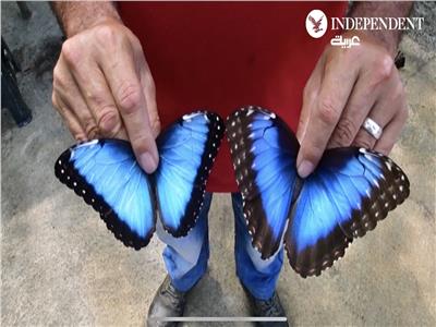 «دونالد آرس» يكرس نصف حياته لزراعة الفراشات الزرقاء في كوستاريكا