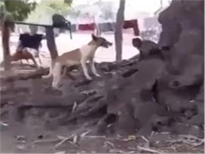«قرد» ينتقم من كلب قتل صغاره بالهند| فيديو