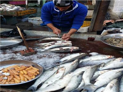 موسم الأسماك المبطرخة في دمياط.. انخفاض 50% في سعر «البوري»