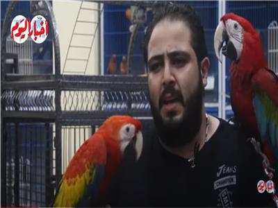 الببغاوات.. طيور فريدة بـ«لسان بشري»| فيديو 