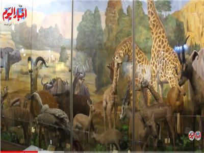 سر التحنيط بمتحف حديقة الحيوان بالجيزة | فيديو 