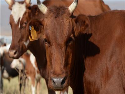 بسبب ظهور مرض «جنون البقر».. الكويت تحظر استيراد الأبقار من بريطانيا