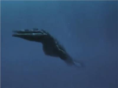 اكتشاف زاحف بحري عملاق حكم البحار لـ200 مليون سنة| فيديو