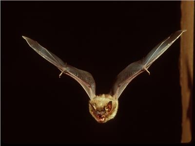 ٧ حقائق مذهلة لا تعرفها عن الخفافيش