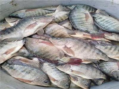 استقرار أسعار الأسماك في سوق العبور.. اليوم الأربعاء