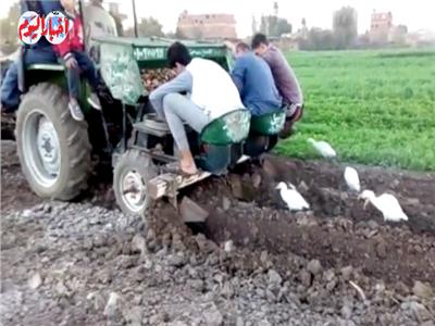 فيديو| «الستارة» أسرع نظام لزراعة البطاطس