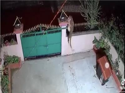 فهد يجتاز سور منزل ويخطف كلبًا| فيديو    