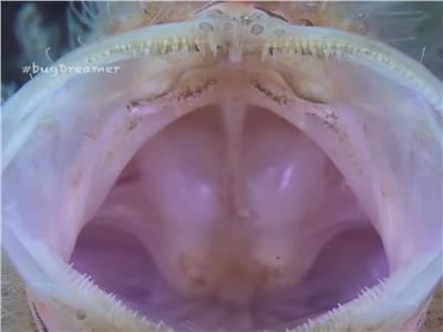 سمك الضفدع تحاول خداع فريستها باستخدام صنارة ودودة| فيديو
