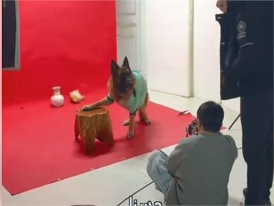 «سيشن كلابي».. أحدث صيحات التصوير للكلاب البوليسية| فيديو