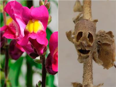 3 نباتات تشبه أعضاء جسم الإنسان.. أبرزها الجوارانا