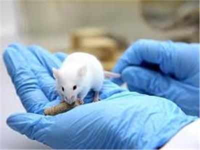 دراسة تؤكد أن أوميكرون جاء من الفئران الي الأنسان