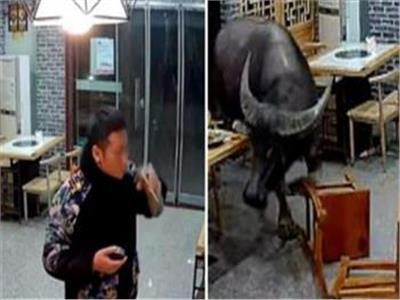 لقطات تظهر جاموسا يقتحم مطعما ويقذف أحد الزبائن جوا| فيديو