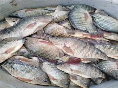 استقرار أسعار الأسماك في سوق العبور الجمعة 14 يناير