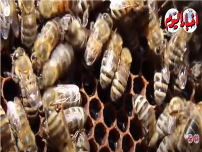 «لسع النحل» يشفي من الأمراض.. تعرف على فوائده| فيديو 