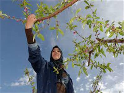 «الأردن» تعتزم الإعلان عن خطة تنمية زراعية شاملة خلال الأيام المقبلة
