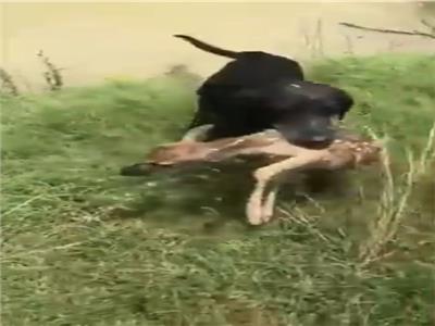 شجاعة كلب تنقذ غزالا صغيرا من الغرق.. فيديو