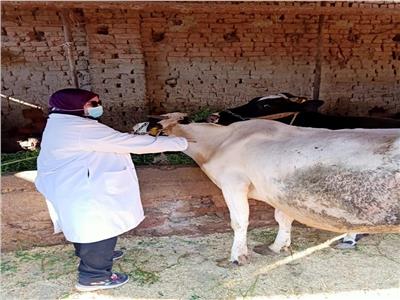 بدء الحملة القومية لتحصين الماشية ضد مرض الجدري بالغربية 