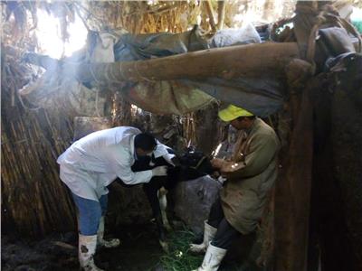 تحصين 23 ألف رأس ماشية ضد مرض التهاب الجلد العقدي بالمنوفية