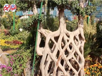 فيديو| « أناكوندا » النباتات الآسيوية .. الشجرة متعددة الوجوه