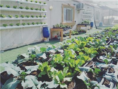 بدون تربة.. «زراعة الأسطح» حل للقضاء على «الكراكيب» وتجميل المنازل