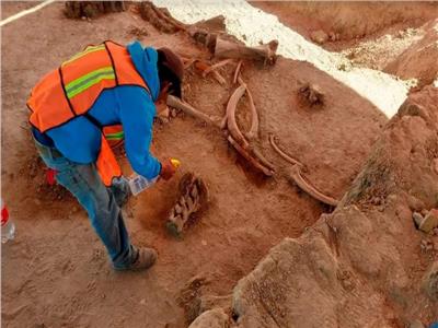 باحث أثري: اكتشاف العشرات من عظام «الماموث» بالمكسيك
