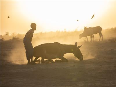  بسبب استمرار الجفاف .. إثيوبيا تواجه كارثة حقيقية تؤدي إلى نفوق الماشية
