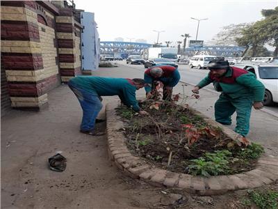إعادة زراعة نباتات كورنيش روض الفرج بالقاهرة     