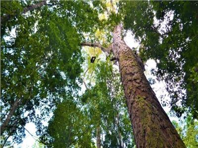 «دراسة»: 9 آلاف نوع من الأشجار في غابات الأرض قد تنقرض قبل اكتشافها