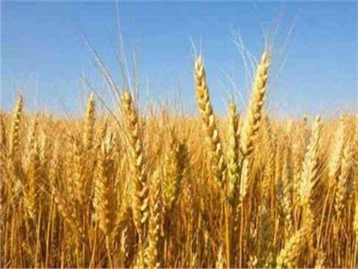 «الجزائر» تهدف إلى إنتاج 30 مليون طن من القمح في عام 2022