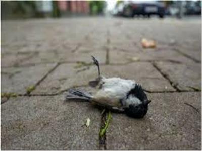 مشهد مرعب.. سقوط مئات الطيور ميتة في المكسيك|  فيديو    