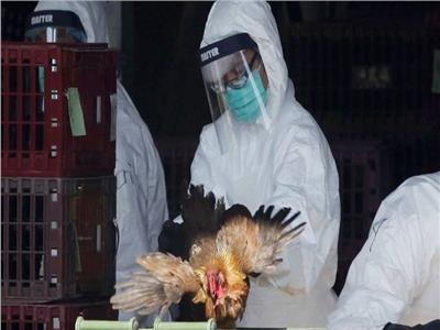 رصد سلالة من أنفلونزا الطيور في الولايات المتحدة