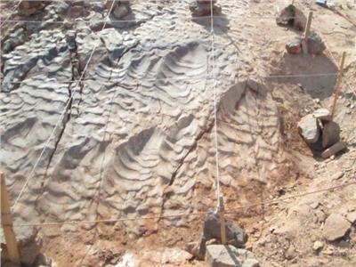 تفاصيل اكتشاف آثار أقدام ديناصورات بالصحراء الشرقية| فيديو