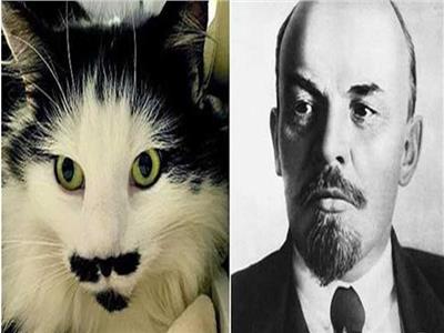 تحظى بتعاطف البريطانيين.. قطة بشارب تشبه زعيماً سوفيتياً 