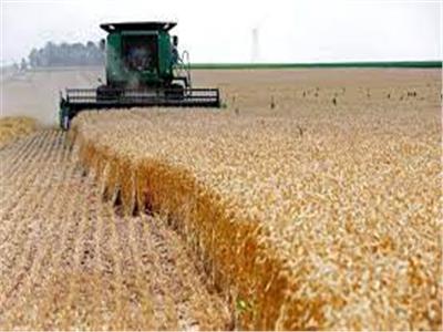 بلومبرج: مصر ليست قلقة من حدوث تراجع عالمي في مخزونات القمح   