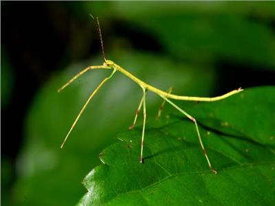 «حشرة العصا» أول مخلوق مزدوج الجنس